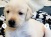 MOM 262 DNA CLEAR / Gorgeous fox red and yellow lab