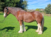 15 2hh 6 year old cob gelding