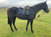 Lovely mare