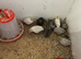 Button quail