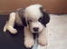 Last male Saint Bernard puppy left READY TO LEAVE NOW
