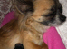 Four long haired chihuahuas