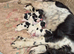 Springer Spaniel Puppies