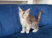 France TICA bloodlines PURE Maine Coon Kittens. Delivery available!!