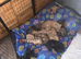 German shepard/alsation x dalmation puppies 10 German Shepard x Dalmation puppies available 24/8/26 mum and dad can be seen. All puppies will have mic