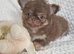 Chocolate Long-Haired Chihuahua Puppies – Ready Now