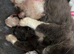 Mink ragdoll kittens born today