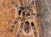 Healthy Chaco Golden Knee Tarantula (Grammostola pulchripes) ~3.5" Leg Span