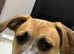 CANE CORSO CROSS LUCHER