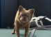 Fluffy frenchie