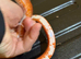 Diffused blood red pied corn snake