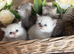 Beautiful cross breed kittens