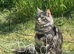 Ragdoll/mainecoon kittens due 20th November 2026