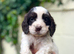Outstanding cocker spaniel puppies