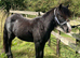 Mini cob