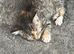 Lovely kitten