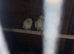 Rec / Pied baby Budgies