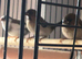 Bengalese finches x 3