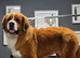 St Bernese x German shepard