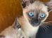 Siamese kittens ready now