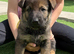 Elite KC Registered Dark Sable Czech Working Line German Shepherd Puppies