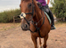 Stunning chestnut mare! Super safe and pretty / viewings available for bank holiday