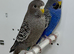 Black Face Budgies For Sale