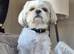 Stud wanted for female Shih Tzu