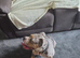 Cali loving dog looking fir her forever home