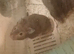 2 female syrian hamsters