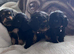 Reverse Cavapoos (F1bR)