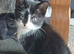 Kittens ready for a loving home