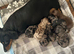 Miniture dashund pups
