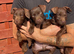 Patterdale terriers
