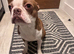 Bella - Female - 4years old rehoming due to allergy