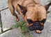 Just over 1 year old Micro French Bulldog for sale.