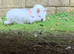 Beautiful lionhead and Rex