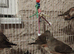 Beautiful baby zebra finches