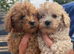 Beautiful Toy Poodle Puppies !!READY NOW!!