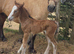 Mare & foal