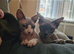 Aldut pair sphynx