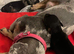 2 female mini smooth haired Dachshund puppies