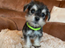 Miniature schnauzer puppies