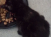 5 kittens available