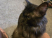 Main coon