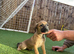Beddlington whippet x whippet