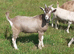 Fabulous Entire Intact Toggenburg Billy Goat Kid - Father Pedigree