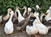 Lots of breeds of ducks