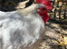 Pekin Bantam Rooster