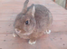 Netherlands dwarf baby boy